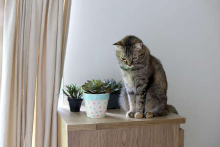 The young tabby cat sitting on the chest of drawers.の写真素材