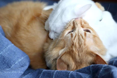 Two young cats playing fighting on the bed.