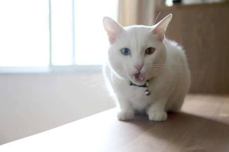 The young white cat lying on the cupboard.の写真素材