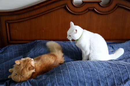 Two young cats playing fighting on the bed.