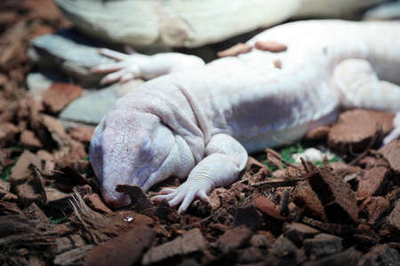 The albino gekko in the case.の写真素材