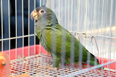 Green bird in the bird case.の写真素材