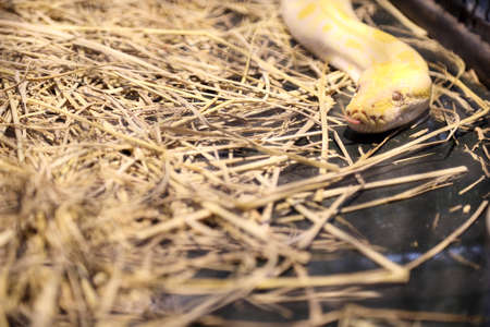 The white snake in the animal case.
