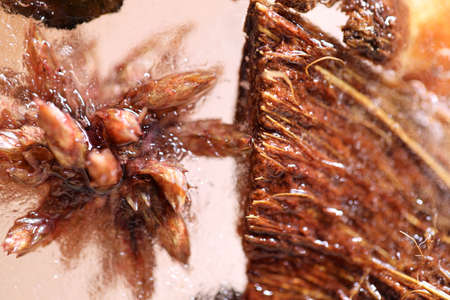 The abstract picture of dried flowers and leafs were frozen in the ice.