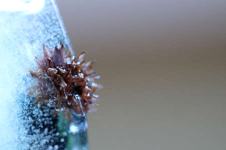 The abstract picture of dried flowers and leafs were frozen in the ice.の写真素材