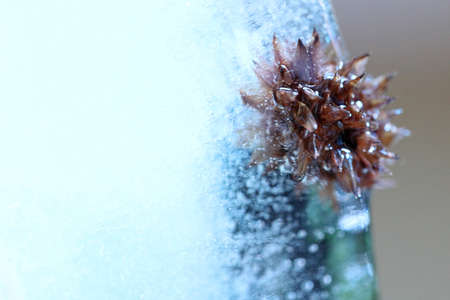 The abstract picture of dried flowers and leafs were frozen in the ice.