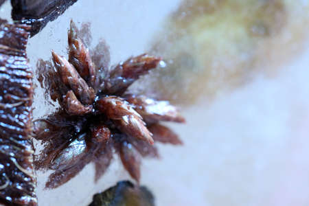 The abstract picture of dried flowers and leafs were frozen in the ice.
