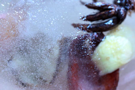The abstract picture of dried flowers and leafs were frozen in the ice.
