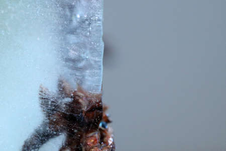 The abstract picture of dried flowers and leafs were frozen in the ice.