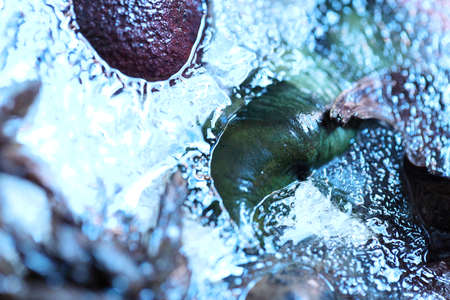 The abstract picture of dried flowers and leafs were frozen in the ice.