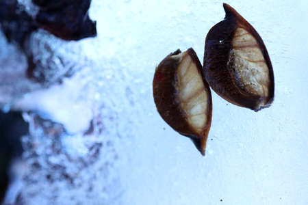 The abstract picture of dried flowers and leafs were frozen in the ice.
