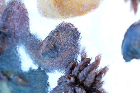 The abstract picture of dried flowers and leafs were frozen in the ice.