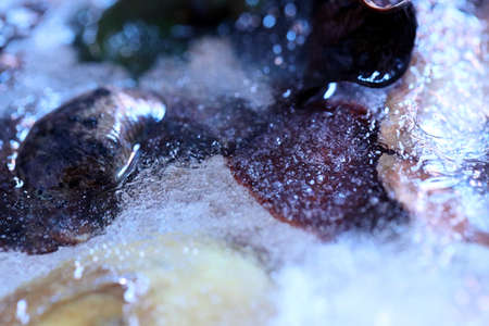 The abstract picture of dried flowers and leafs were frozen in the ice.