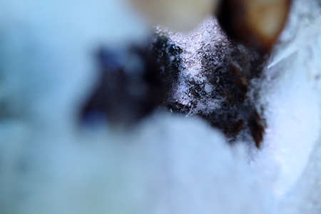 The abstract picture of dried flowers and leafs were frozen in the ice.の写真素材