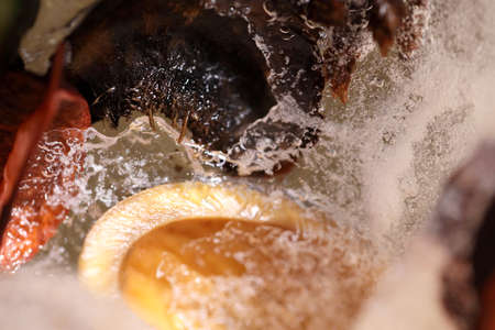 The abstract picture of dried flowers and leafs were frozen in the ice.
