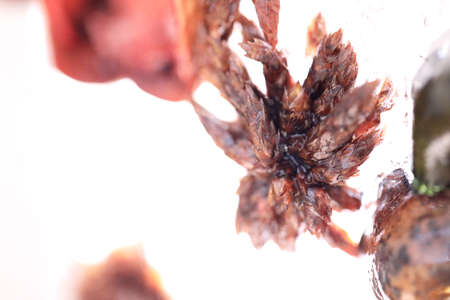 The abstract picture of dried flowers and leafs were frozen in the ice.