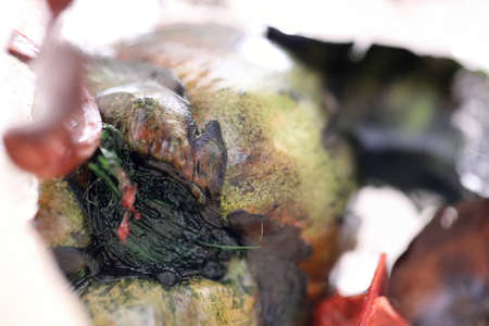 The abstract picture of dried flowers and leafs were frozen in the ice.