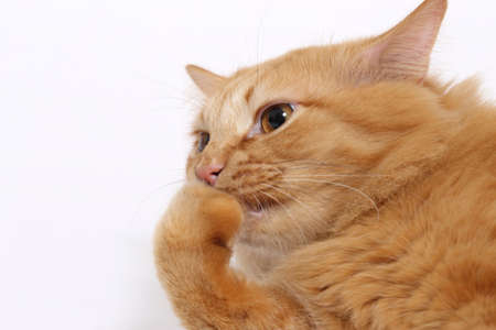 The ginger cat relaxing on the white background.の写真素材