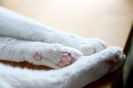 The picture of cat paw lying.の写真素材
