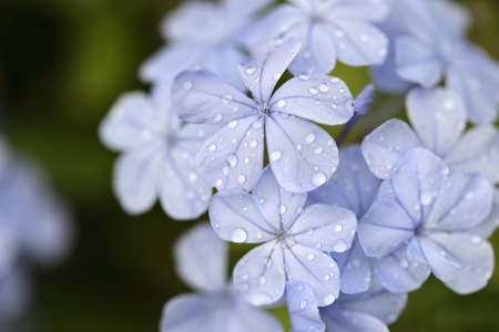 The purple flower named Plumbago.