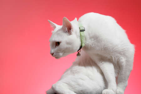 The young white cat on the pink background.の写真素材