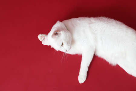 The cute young white cat lying on the red background.の写真素材