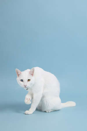 The cute white cat on the bloue background.の写真素材