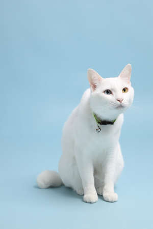 The cute white cat on the bloue background.の写真素材