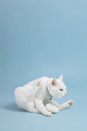 The cute white cat on the bloue background.