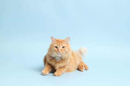 The cute ginger cat lying on the blue background.