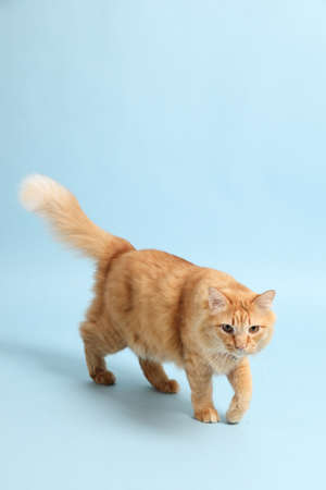 The cute ginger cat lying on the blue background.の写真素材