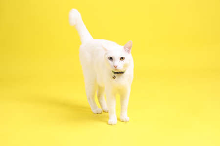 The young white cat walking on the yellow background.の写真素材