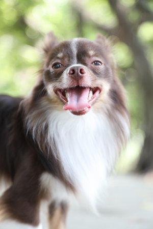 The brown and white chihuahua dog in the natural park.の写真素材