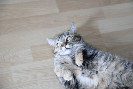 The Celtic short hair cat relaxing in the house.の写真素材