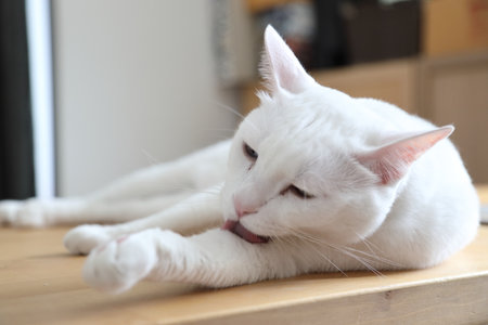 The adult white Khao Manee cat playing in the house.の写真素材