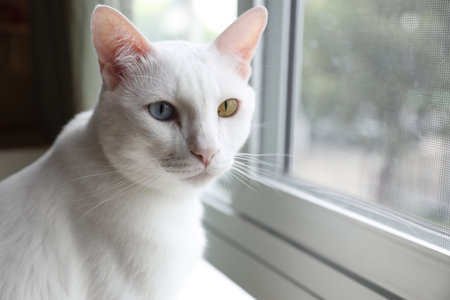 The adult white Khao Manee cat playing in the house.の写真素材