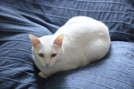 The adult white Khao Manee cat playing in the house.の写真素材