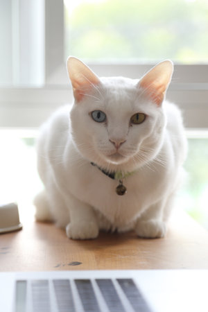 The adult white Khao Manee cat playing in the house.の写真素材