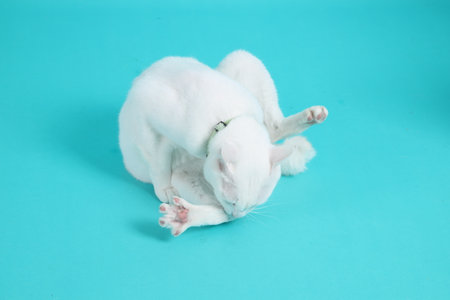 The adult white Khao Manee cat plying in the green background.