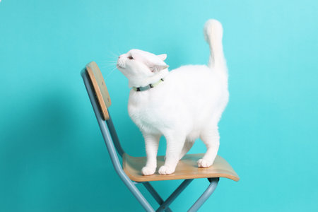 The adult white Khao Manee cat plying in the green background.の写真素材