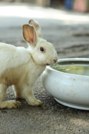 The cute rabbits living in farm lying and relaxing during the daytime.の写真素材