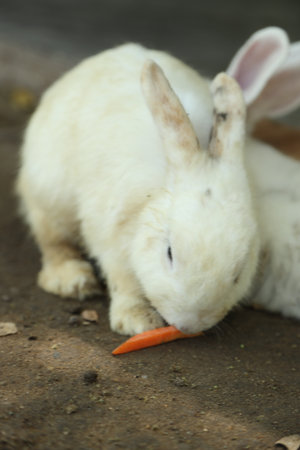 The cute rabbits living in farm lying and relaxing during the daytime.の写真素材