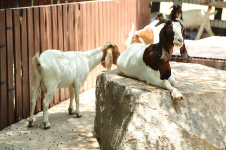 The white Boer Goats with Brown Mask relaxing in farm during the daytime.