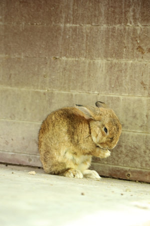 The cute rabbits living in farm lying and relaxing during the daytime.の写真素材