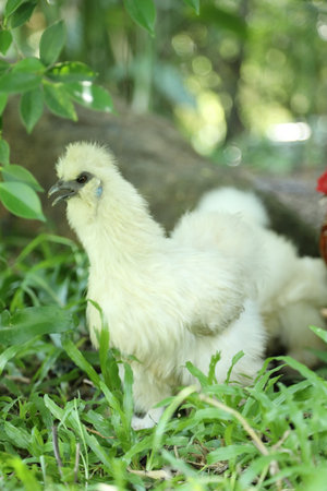 The white Silkie Chicken living in the nature.の写真素材