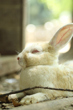 The cute rabbits living in farm lying and relaxing during the daytime.の写真素材