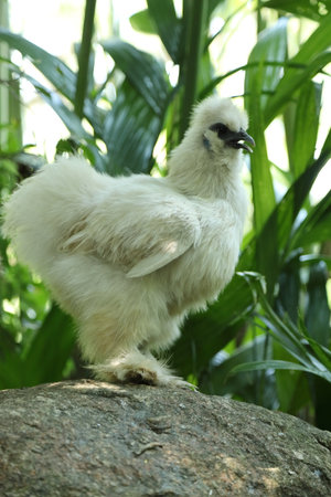 The white Silkie Chicken living in the nature.の写真素材