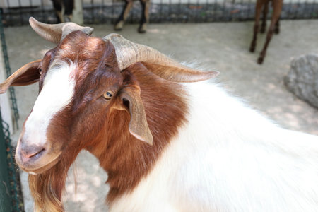 The white Boer Goats with Brown Mask relaxing in farm during the daytime.の写真素材
