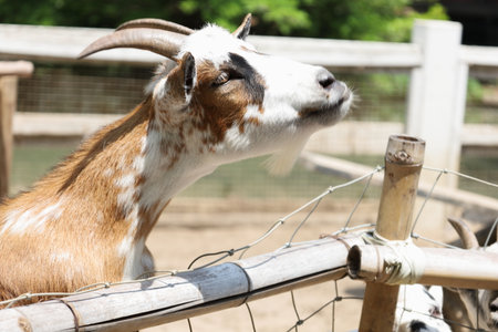 The white Boer Goats with Brown Mask relaxing in farm during the daytime.の写真素材
