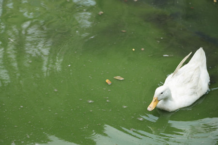 The Pekin Duck relaxing in the open farm during the daytime.の写真素材